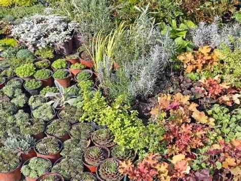 Plant nursery los angeles - The Best 10 Nurseries & Gardening near Downtown, Los Angeles, CA. Sort:Recommended. Price. Offers Delivery. Accepts Credit Cards. Open to All. Offers …